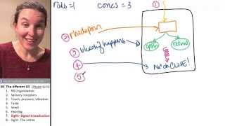 Afferent 7 Photoreceptors [upl. by Nuavahs981]