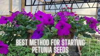 Get Ready for Spring Mastering Starting Petunia Seeds [upl. by Adin641]