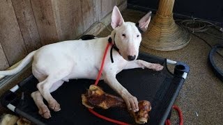 Bull Terrier Basic Obedience and Off Leash Control Take the Lead K9 Training [upl. by Anis]