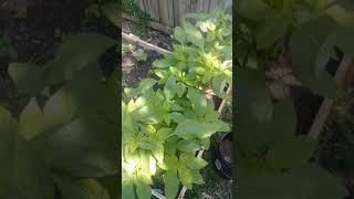 Callaloo growing in Florida [upl. by Nerta327]