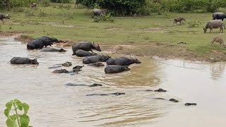 Water Buffaloes Bubalus [upl. by Sivahc]