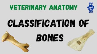 Classification of BonesOsteology [upl. by Hemminger]