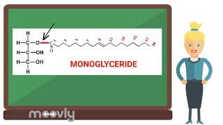 Les lipides 2  GLycérides phospholipides [upl. by Ezeerb945]