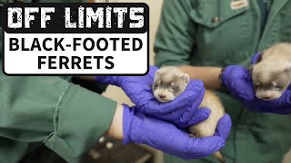 Off Limits Blackfooted Ferrets  Behindthescenes at the Toronto Zoo [upl. by Roscoe]