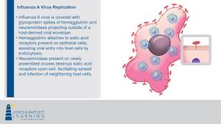 Influenza A Virus Replication Animation  Jones amp Bartlett Learning [upl. by Russi669]