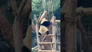 Yu Ai is this a tacit understanding with my grandfather Giant Panda Yu Ai Chongqing Zoo Nation [upl. by Melisse]