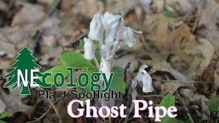 NEcology Plant Spotlight  Ghost Pipe [upl. by Ennoirb478]