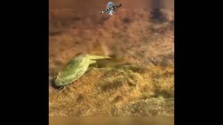 Щитень  Triops cancriformis интересности [upl. by Lj116]