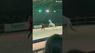 horse pferdeshow steigen [upl. by Shoifet]