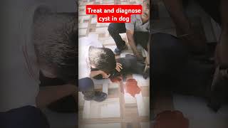 How to diagnose and treat cyst in dogsidhumoosewala just listentreatment 💕💕💕 [upl. by Varuag]