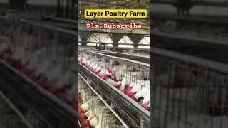 Layer poultry farm business plan shorts poultryfram trending ytshorts [upl. by Ellen133]