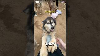 The dog s scary 💀 shorts trollface edit dog scary trending viralvideo capcut [upl. by Uoliram]