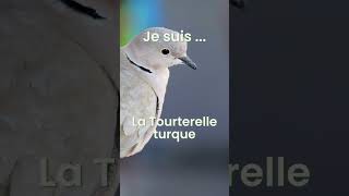 Comment reconnaître les oiseaux  Saurezvous reconnaitre ce chant doiseau  Transfo [upl. by Htiduj627]