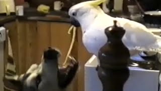 Clever Parrot Feeding Dog Spaghetti [upl. by Nnazus]