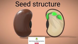 Seed  Seed structure  Seed terminologies  The Anatomy of a Seed Key to Plant Life [upl. by Allets]