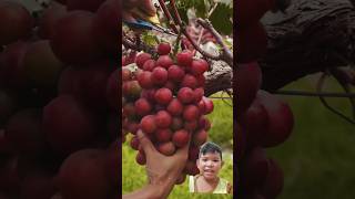 grape harvest fruit satisfying harvest grape farm garden shortvideo shorts [upl. by Dirraj67]