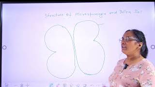 sexual reproduction in flowering plants lecture 3 structure of microsporangium and pollen sacs [upl. by Mohammad]