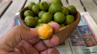 How to Eat Quenepas Spanish Lime or Mamoncillos [upl. by Goebel401]