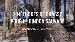 La chasse au dindon sauvage  La méthode en forêt [upl. by Brasca]