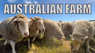 Feeding 10000 Sheep in 24 Hours Australian Sheep Farm Vlog [upl. by Onaicilef135]