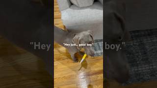 The cutest 🔪 attack weimaraner cutepuppy cuteanimals [upl. by Kendra]