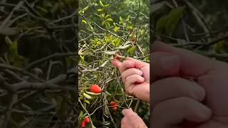 SOLO Camping in Tropical HEAVY RAIN  Relaxing in a Rain Tarp Shelter ASMR [upl. by Coral815]