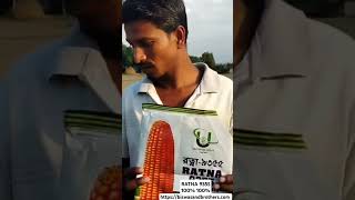 RATNA 9355 HYBRID MAIZE SEED BISWAS AND BROTHERS NILPHAMARI [upl. by Eibber]