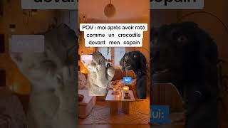 Ma copine se gêne même pas trendingshorts viralvideo trending funny cute cat memes [upl. by Ahsil]