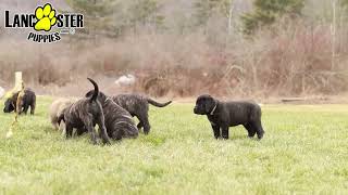 Charming English Mastiff Puppies [upl. by Ivory]