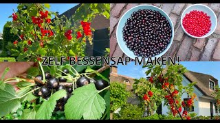 Bessensap maken van rode bessen aalbessen en zwarte bessen [upl. by Aeriel]