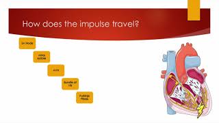 Alevel PE  The Cardiac Conduction System  Anatomy amp Physiology [upl. by Straub985]