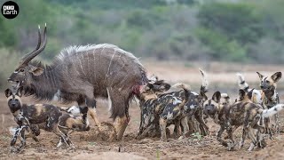 Oryx Tries Saving Her Baby from Wild Dogs But Fail  Animal Fighting  ATP Earth [upl. by Nehttam297]