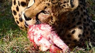 kommentierte Fütterung des Geparden Acinonyx jubatus Zoo Schönbrunn – Lumix DCFZ 82 Superzoom [upl. by Eilesor]