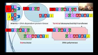 3Antigen presentation and MHC restriction [upl. by Sarad]