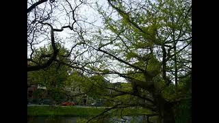 Old Ginkgo biloba Horizontalis in Leiden [upl. by Agatha]