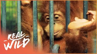 Saving Endangered Orangutans In The Heart Of The Rainforest  1000 Days For The Planet [upl. by Eugenie]