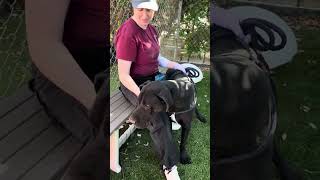 NEW A5660173 Rodney  Great Dane [upl. by Boor]