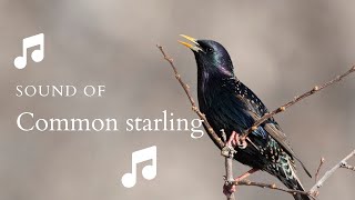 👉 S28 Common starling  Sturnus vulgaris   Graur [upl. by Wini680]