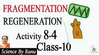 Activity 84 Fragmentation amp Regeneration Class10 Biology How do Organisms Reproduce SciencebyRanu [upl. by Pattani]