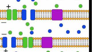 The Action Potential [upl. by Enytsirk]