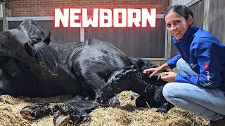 Welcome to the world newborn Yfke I have to help  This is very special  Friesian Horses [upl. by Liebman720]