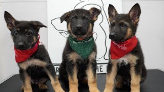 Dramatic little German Shepherd puppies SO CUTE [upl. by Amin341]