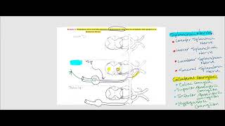 Lecture Video 4 Autonomic Nervous System ANS [upl. by Winzler916]