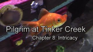 Pilgrim at Tinker Creek chapter 8 discussion [upl. by Clarette]