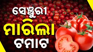 ଟମାଟୋ ଟପିଲା ୧୦୦  Tomato Price Touches Rs 100 Per Kg  Kanak News Digital [upl. by Mcnamee]