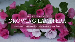 GROWING LAVATERA  How to Grow Lavatera from Seed in the Cut Flower Garden [upl. by Ruford]