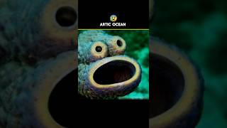 Artic ocean 🌊 horror sound 😨 facts amazingfacts [upl. by Tombaugh799]