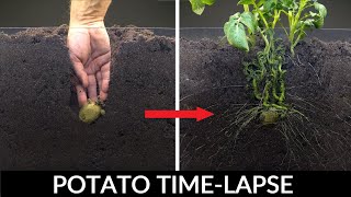 Potato Growing Underground Time Lapse  92 Days [upl. by Figone]