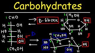 Carbohydrates  Haworth amp Fischer Projections With Chair Conformations [upl. by Lubbi]