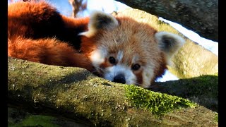 Panda červená Red panda Westlicher Kleiner Panda Kleine panda Panda rojo Petit panda [upl. by Liddle626]